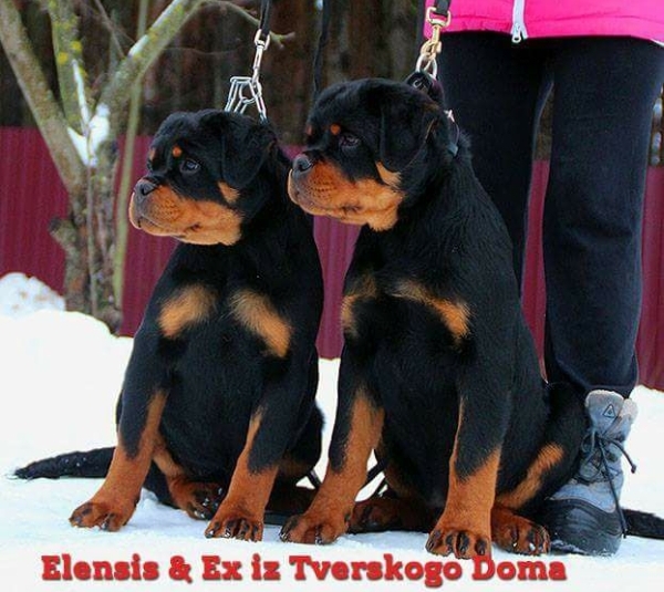 Elensis and Ex iz Tverskogo Doma